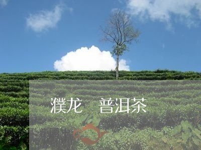 濮龙 普洱茶/2023042758285